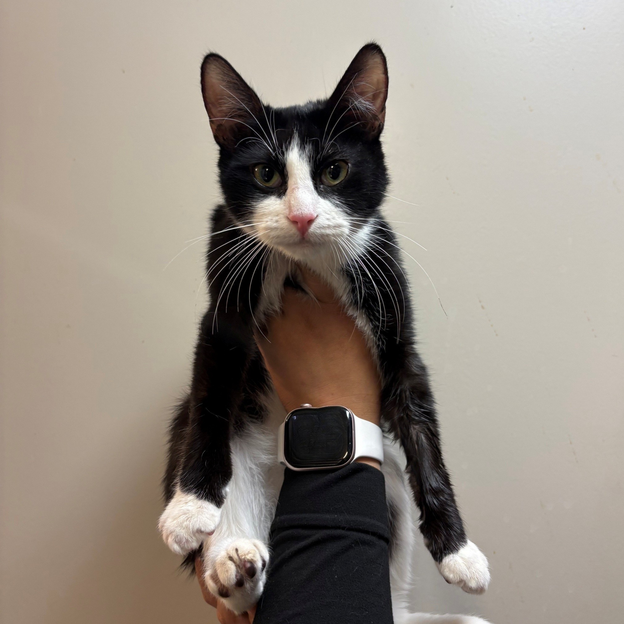 Pet